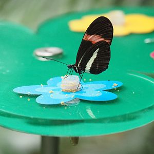 Heliconius erato - Red postman