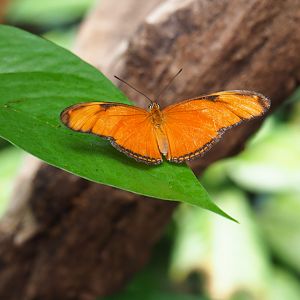 Dryas iulia - Flame