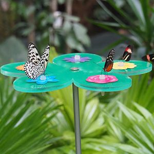 Butterfly nectar feeding platform