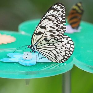 Paper kite (Idea leuconoe)