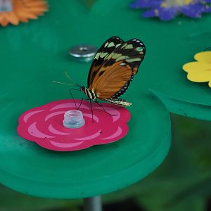 Tiger longwing (Heliconius hecale)