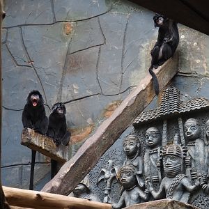 Javan langurs (Trachypithecus auratus)