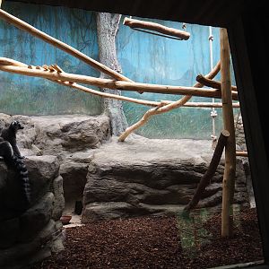 Small Monkey House - Enclosure ring-tailed lemurs