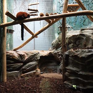 Small Monkey House - Enclosure red-ruffed lemur