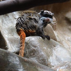 Bearded emperor tamarin (Saguinus imperator subgrisescens)
