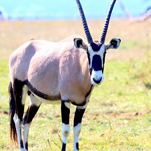Gemsbok; Whipsnade; 2nd September 2018