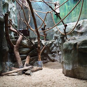 Small monkey house - Enclosure golden-headed lion tamarin