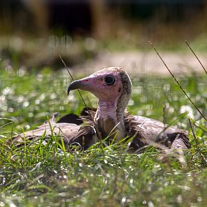 Hooded vulture : Hamerton : 02 Sep 2018