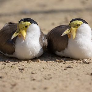 Masked lapwing : Hamerton : 02 Sep 2018