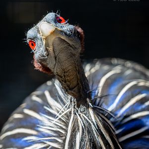 Vulturine guineafowl: Hamerton : 02 Sep 2018