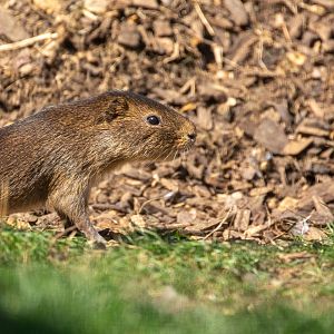 Swamp cavy : Hamerton : 02 Sep 2018