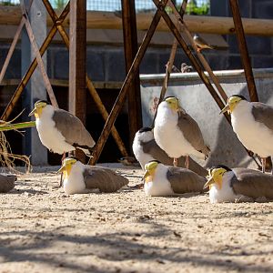 Masked lapwing : Hamerton : 02 Sep 2018