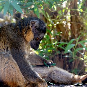 Collared brown lemur : Hamerton : 02 Sep 2018