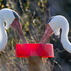 Wattled crane : Hamerton : 02 Sep 2018