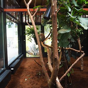 Enclosure Queensland koala