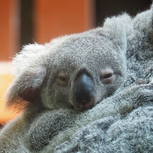 Queensland koala (Phascolarctos cinereus adustus) Sydney