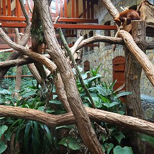 Enclosure Goodfellow's tree kangaroo
