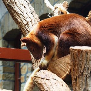 Goodfellow's tree-kangaroo (Dendrolagus goodfellowi) Lily