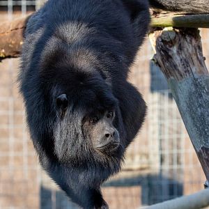 Black howler : Hamerton : 02 Sep 2018