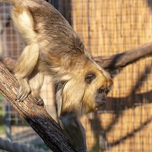 Black howler : Hamerton : 02 Sep 2018