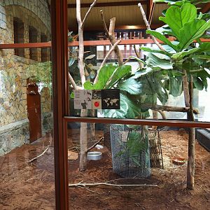 Enclosure dusky pademelon