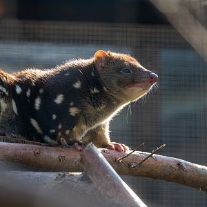 Tiger quoll : Hamerton : 02 Sep 2018