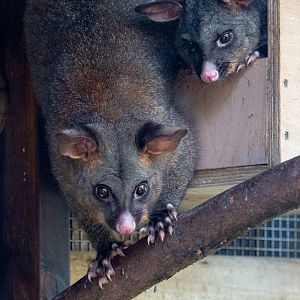 Common brushtail possum  : Hamerton : 02 Sep 2018