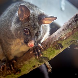 Common brushtail possum : Hamerton : 02 Sep 2018