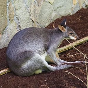 Dusky pademelon (Thylogale brunii)