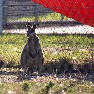 Swamp wallaby : Hamerton : 02 Sep 2018