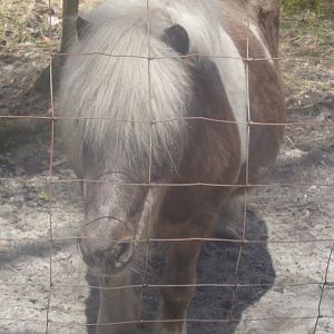 Miniature pony