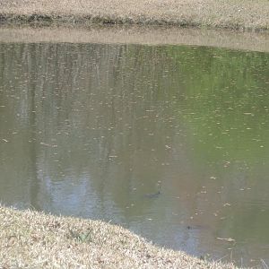 Turtle pond