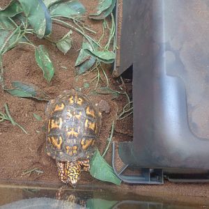 Eastern box turtle