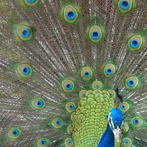 Indian peafowl