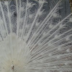 White peafowl