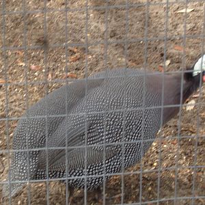 Helmeted guineafowl