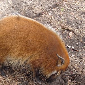 Red River hog