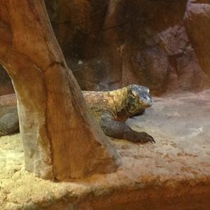 Komodo Dragon in Indoor Exhibit