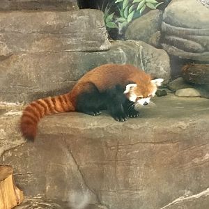 Red Panda in Indoor Exhibit