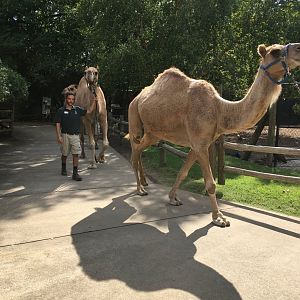 Camels walking back to enclosure.