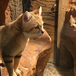 Sand Cat
