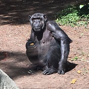 Chimpanzee