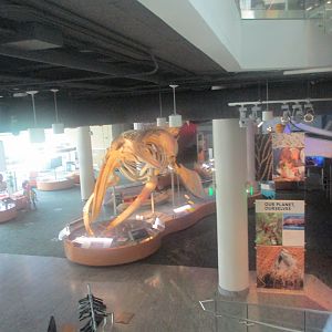 Whale skeleton