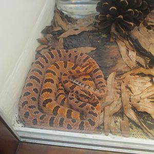 Carolina pygmy rattlesnake
