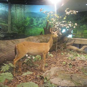 White-tailed deer