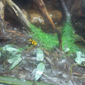 Yellow-banded poison frog