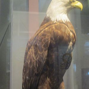 Bald eagle