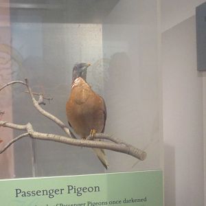 Passenger pigeon