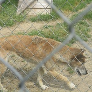 New Guinea Singing dog