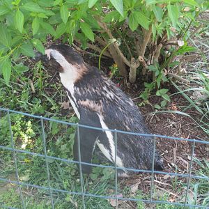 African penguin